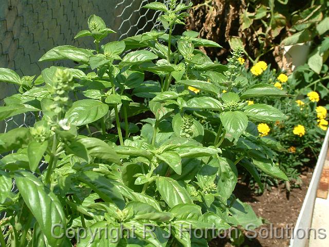 Basil & Marigolds